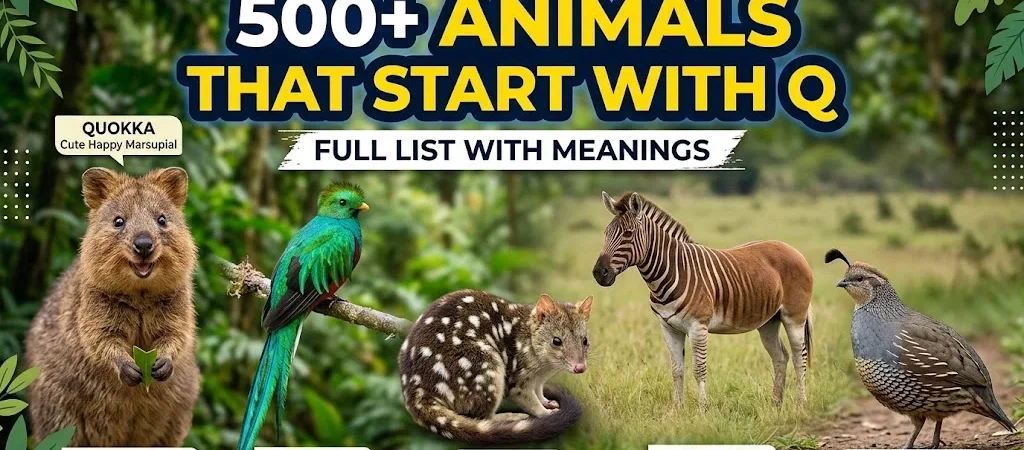 500+Animals That Start With Q – Full List With Meanings