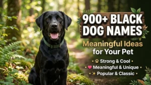 900+Black Dog Names: Meaningful Ideas for Your Pet