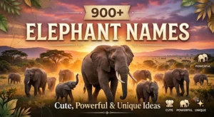 900+Elephant Names: Cute, Powerful & Unique Ideas